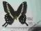 Papilio lormieri-R.C.A A1/A1-