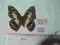 Papilio demoleus samica-Indonezja A1/A1-