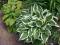 Funkia Hosta 