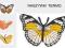 Naszywki termo  MOTYLE przyprasowanki,aplikacje