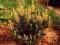 Pinus mugo 'Fruhlingsgold' - Sosna górska ZŁOTE