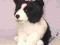 ROXI Pies Border Collie 20 cm DHL