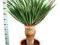 DRACENA DRZEWO SMOCZE LW