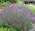 LAWENDA WĄSKOLISTNA BLUE SCENT LAVANDULA