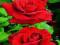 RÓŻE-RÓŻA WIELKOKWIATOWA CZERWONA   OKAZJA!!!