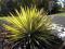 Juka Yucca GOLD HEART