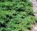 Jałowiec Effusa okrywowy zielony dywan
