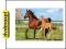 CASTOR 260 KONIE, MARE I FOAL 26784-1 (PUZZLE)