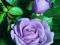 RÓŻE-RÓŻA WIELKOKWIATOWA NIEBIESKA   OKAZJA!!!
