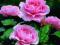 RÓŻE-RÓŻA WIELKOKWIATOWA RÓŻOWA   OKAZJA!!!