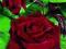 RÓŻE-RÓŻA WIELKOKWIATOWA BORDOWA   OKAZJA!!!
