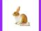 [EMARKT_PL] ANIMAL PLANET Królik brązowobiały