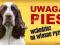 SPRINGER SPANIEL UWAGA PIES TABLICZKA NA DRZWI