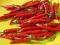 CHILLI CAYENNE strąk 5-10cm 60 000 Scoville 50g