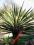 Mrozoodporna Niebieska YUCCA BACCATA(-29st.C)40 cm