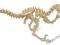 ~ PUZZLE DREWNIANE 3D ~ DINOZAUR MINI VELOCIRAPTOR
