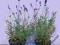 LAWENDA mrozoodporna wys.10cm z Plantacji Kraków