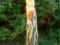 Duszek Brzozowy nr2 rzeźba z galerii Dusza Drzewa