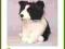 ROXI Pies Border Collie 20 cm