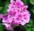 PELARGONIA PASIASTA TANGO BRAVO LIGHT PINK  9