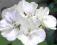 PELARGONIA PASIASTA TANGO WHITE PELARGONIUM ZONA.9
