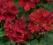 PELARGONIA CALIENTE DEEP RED PELARGONIUM HYBRID 9