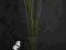 Patyki bambusowe 100cm zielone Susz egzotyczny