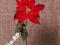 Poisencja z gałązką 75cm czerwona Boże Narodzenie