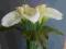 Ekskluzywne sztuczne kwiaty KALLA kremowa nr 1474