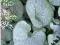 Brunera wielkolistna Looking Glass  C2