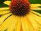 Echinacea 'Summer Passion' - Jeżówka NOWOŚĆ !!! !!