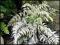 Paproć Wietlica ATHYRIUM SILVER FALLS