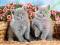 Puzzle 120 el. British Shorthair Kittens