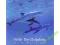 With The Dolphins - Delfiny, Morze, Relaksacja