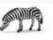 Schleich - Wild Life - Pasąca się zebra