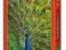 Puzzle 1000 Castorland Peacock Paw C-102594