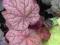 Heuchera 'Beaujolais' - Żurawka - NOWOŚĆ !!!