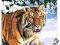 PUZZLE 1000 ELEMENTÓW UKŁADANKA TYGRYS C-101108
