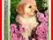 Puzzle 260 Piesek w kwiatach CASTOR -30% Kurier48-