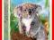 Puzzle 260 Koala CASTOR -30% Kurier48-7zł