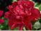 Peonia chinensis 'Kansas' Piwonia KRÓLOWA PIWONI !
