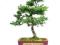 Cis - Taxus - bonsai outdoor