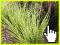 CUDOWNY Miskant Chiński Apache Miscanthus 50cm