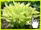 Funkia Gold Haze Hosta RARYTAS