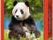 Puzzle Castorland 500 zwierzęta Panda