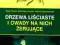 Drzewa liściaste i owady na nich... - KsiegWwa