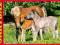 PUZZLE CASTOR   120 ELEM. - RODZINA KONI