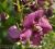 Verbascum 'Plum Smokey' - PURPUROWA Dziewanna !!!