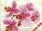 Serwetki do decoupage-2szt-KWIATY- NR 268