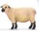 Schleich 13681 Owca Shropshire